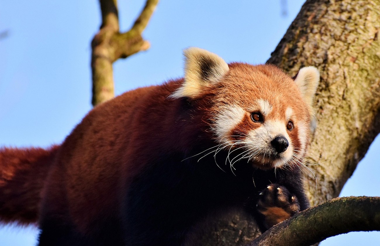 golden panda